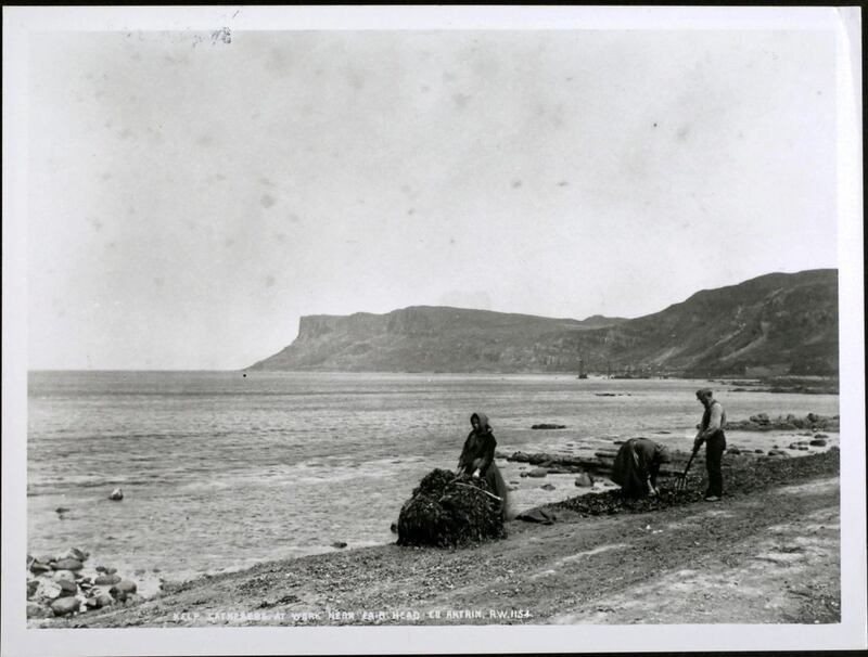 Kelp gatherers near Eris Head in Antrim in 1890 