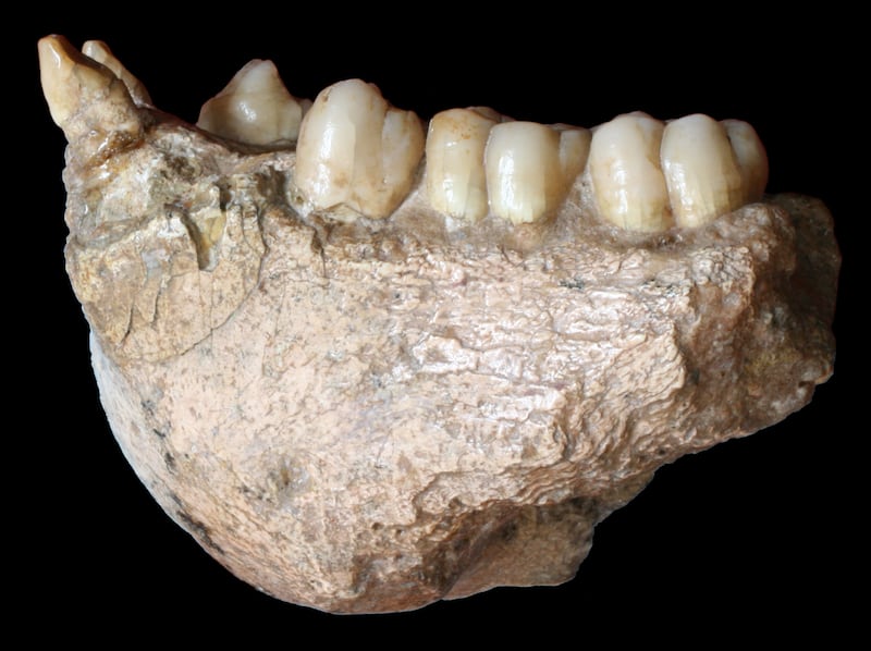 Dental enamel fossil,