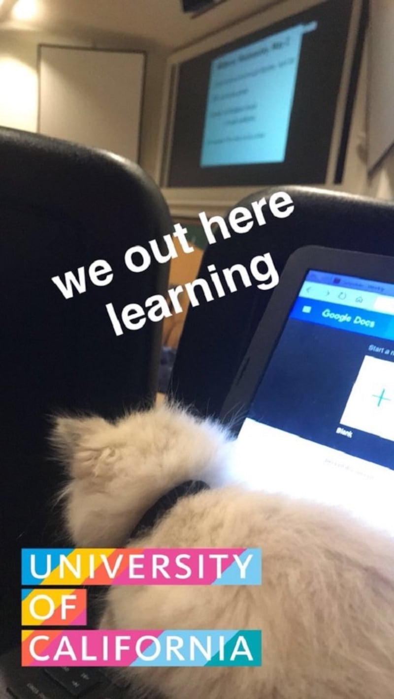 A cat at uni