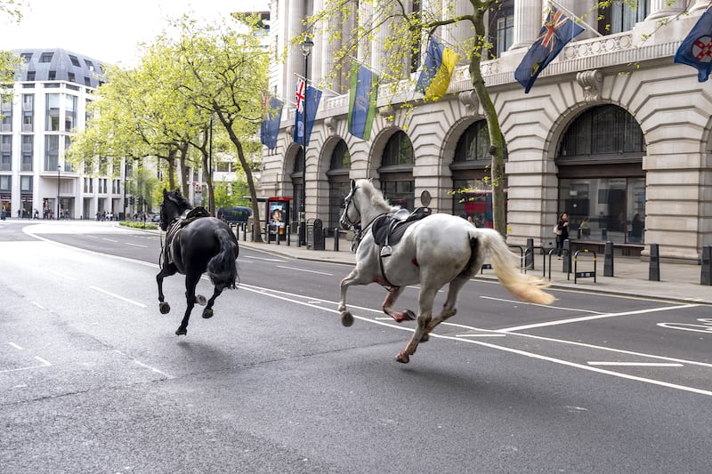 Two loose horses bolt through the streets near Aldwych in central London