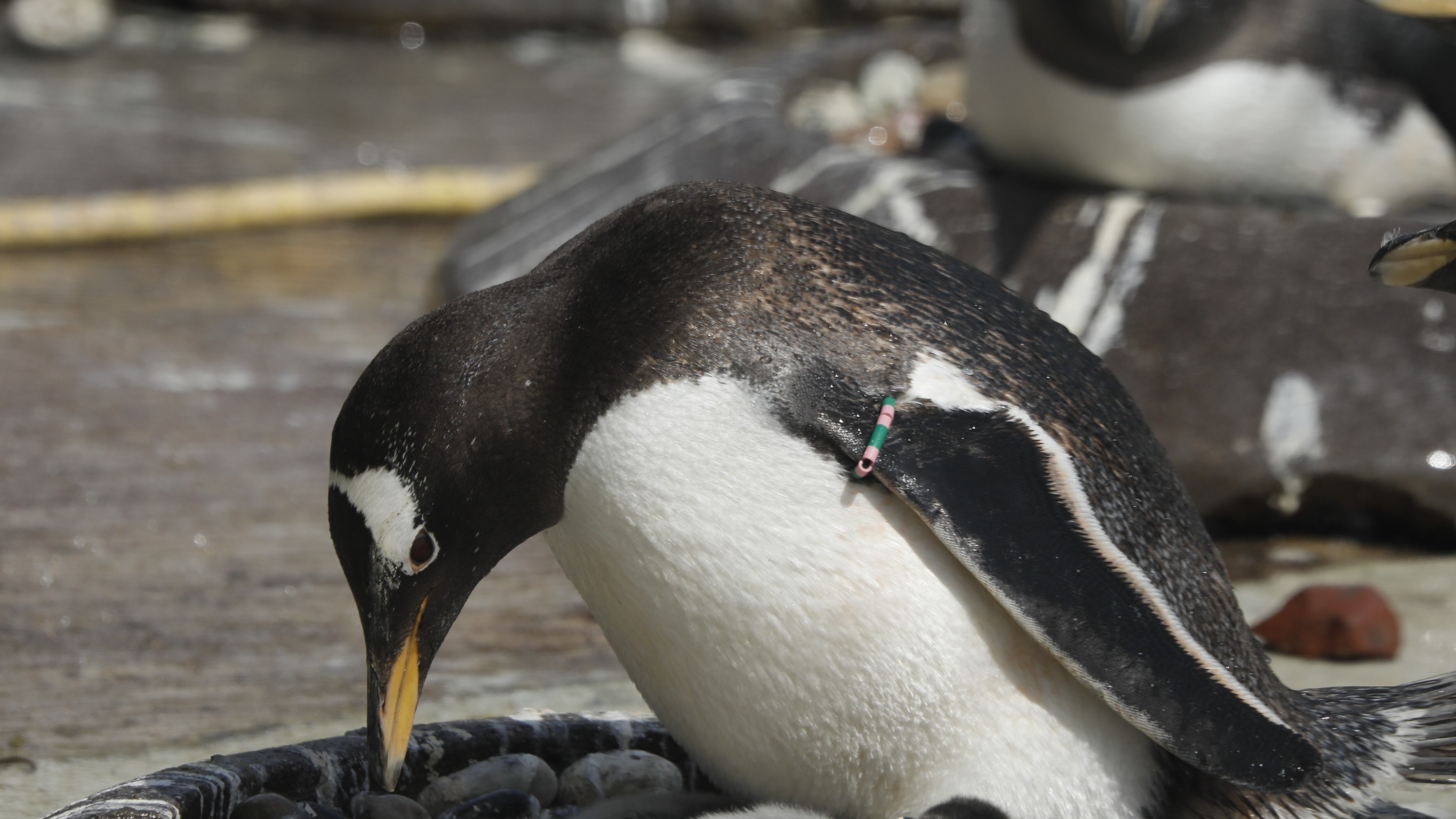 Gentoo penguin Muffin nurtures her newborn chick at Edinburgh Zoo