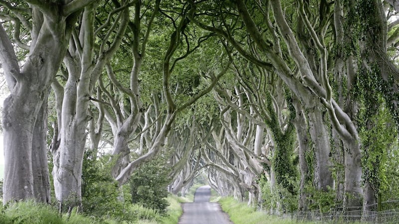 The mature beech trees near Stranocum Co Antrim known as &#39;the Dark Hedges&#39;. Picture by Mal McCann 