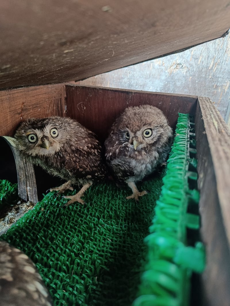 Two owls in a nesting box
