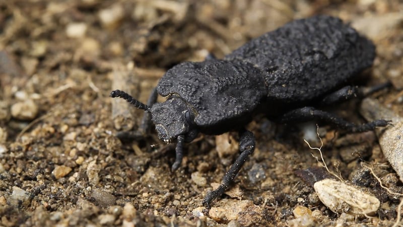 The diabolical ironclad beetle can take on an applied force of about 150 newtons, researchers say.