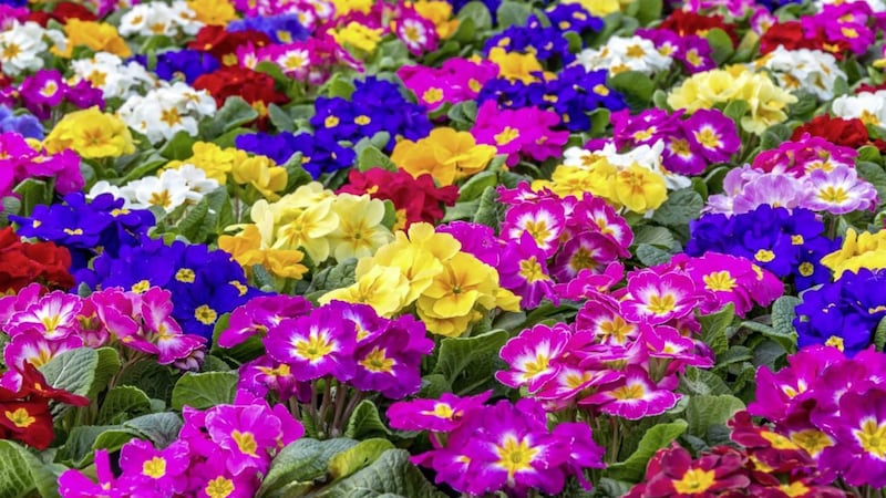 There are so many different types of primulas, it&#39;s difficult to choose which ones to go for 