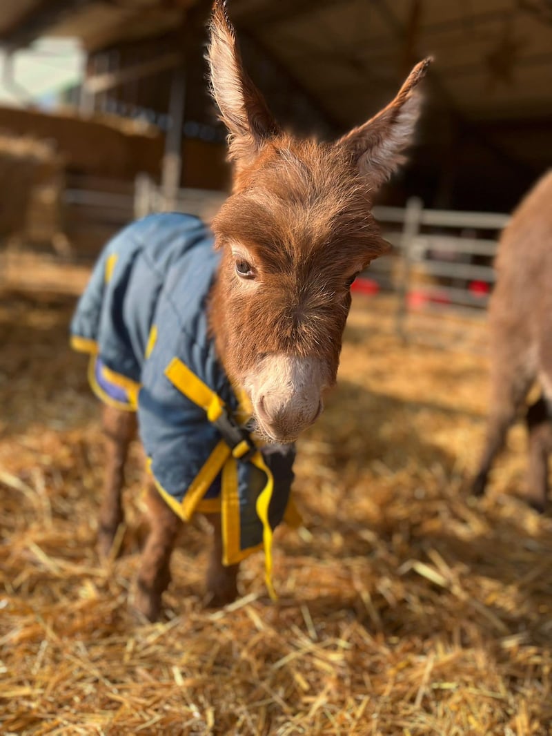 Baby donkey Moon has been safely returned to her mother and her owners at Miller's Ark Animals