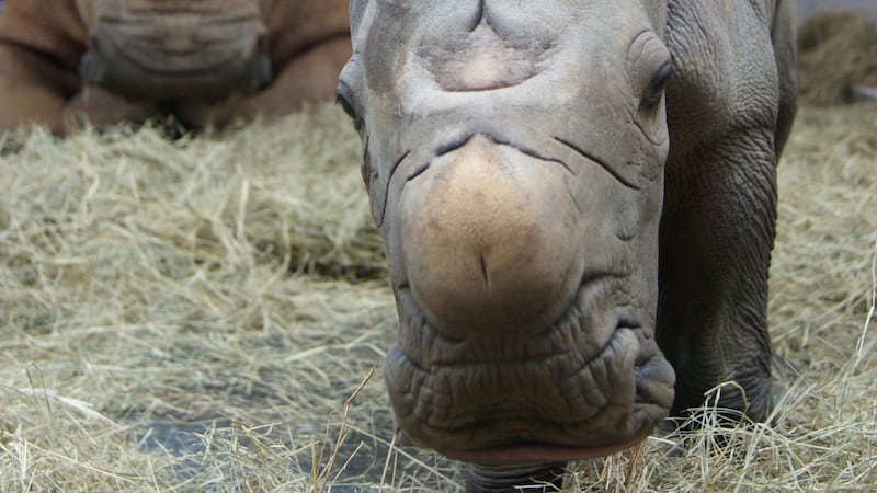 There have been 11 white rhinos born at Walt Disney World.