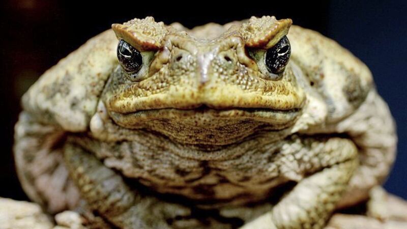 If you knew you had to eat a toad during the day and it was sat in front of you, when is the right time to eat it? 
