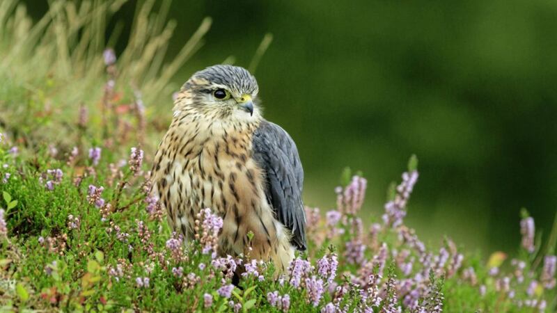 The Merlin, Falco columbarius, is a rare sight in Ireland. 