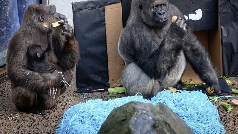 Mother Kamili (left) with her four-month-old baby and his father Gugas at Belfast Zoo. Picture by Mal McCann 