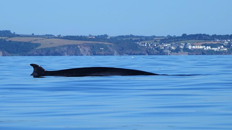 Rupert Kirkwood, 62, from Holsworthy in Devon, filmed the moment he was circled by a Minke whale for 20 minutes.