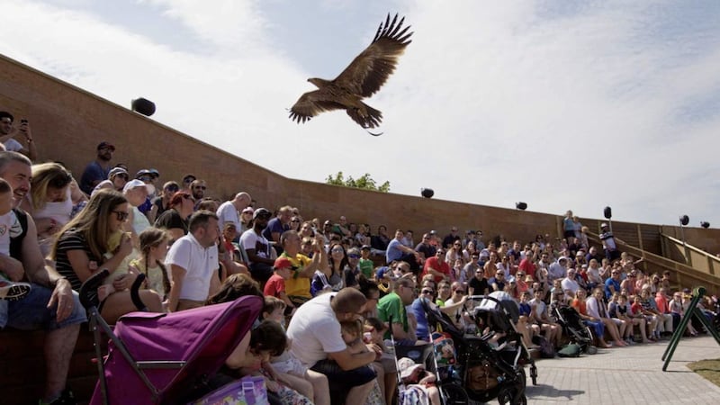 The World of Raptors attraction at Tayto Park is a must-see for all visitors this summer 