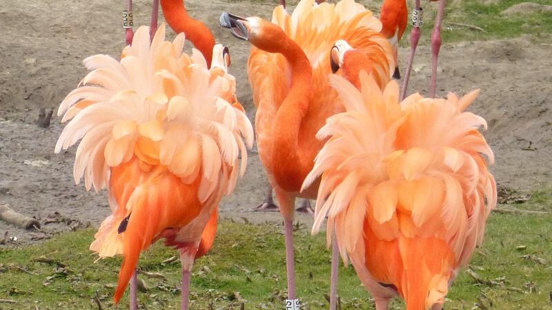 The research revealed the complex nature of flamingo societies and could help in the management of captive flocks.