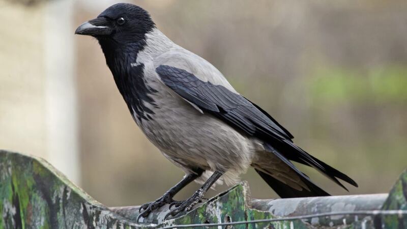 Corvus cornix is largely grey apart from its black head or &lsquo;hood&rsquo;, wings and tail 