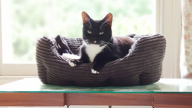 Toby, a black and white cat, was signed over into RSPCA care last Christmas Eve.