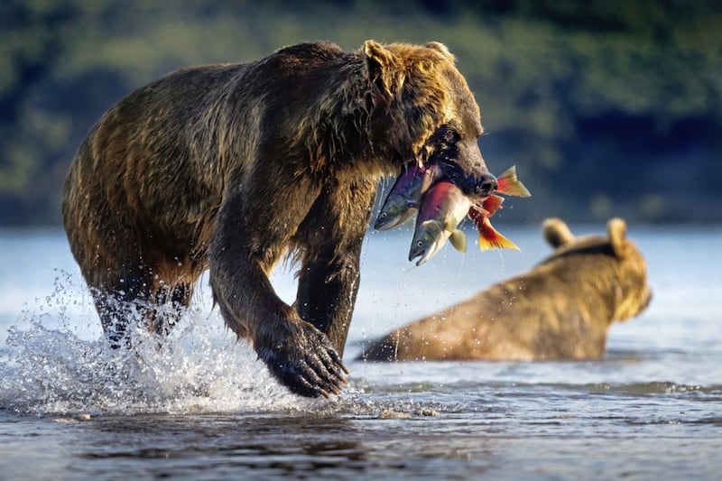 A brown bear with salmon at Kurile Lake in Kamchatka, Russia 