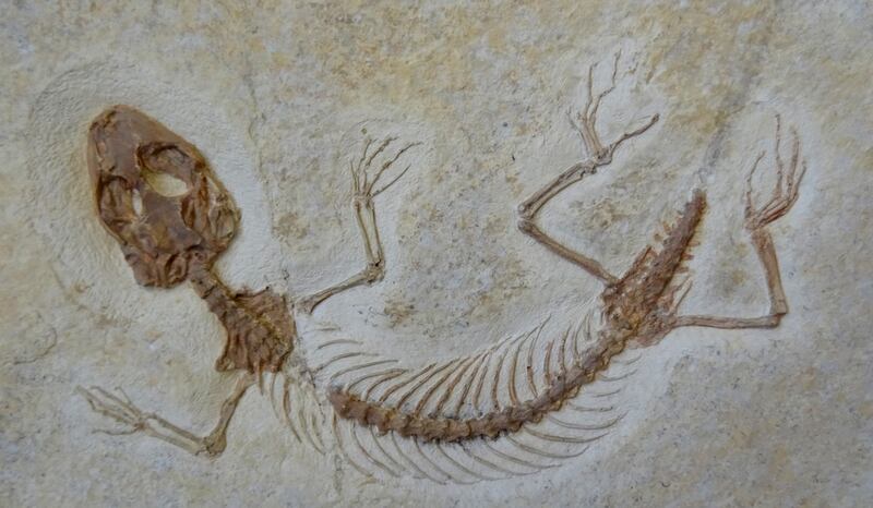 Fossil of a lizard