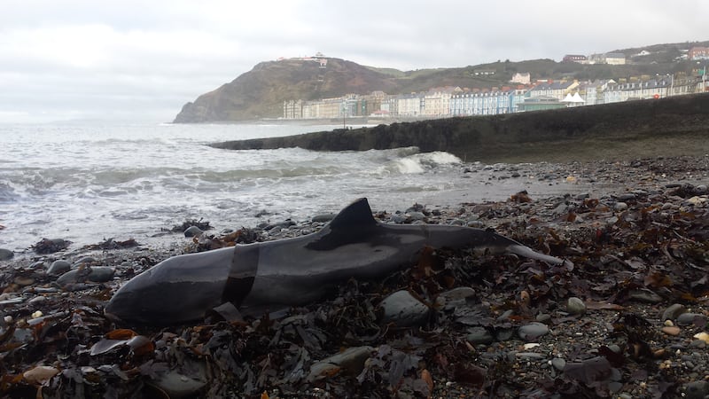 Stranded porpoise in Wales