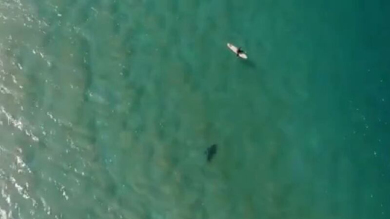 The drone sent out an audio message to the surfer saying: ‘Shark! Shark! Shark! Evacuate the water immediately!’