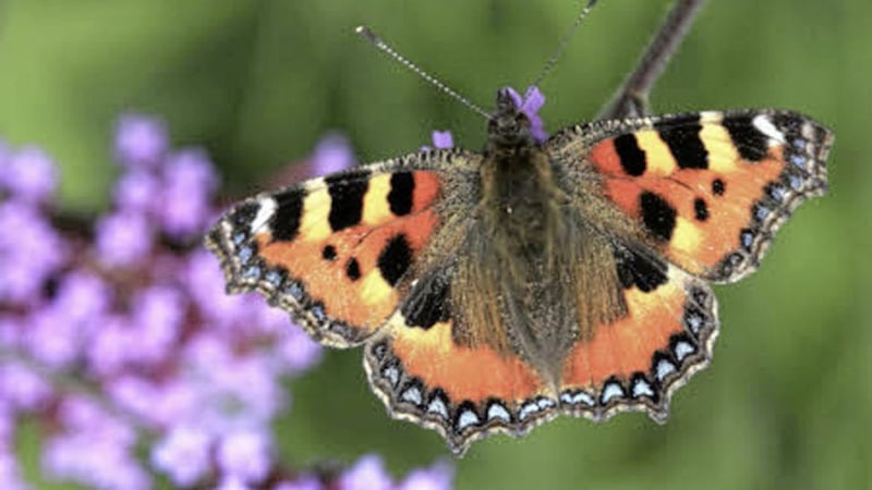 Go butterfly hunting on Portstewart Strand this Saturday 