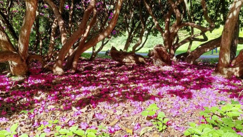 Rhododendron flowers carpet the ground at Rowllane. Picture by National Trust 