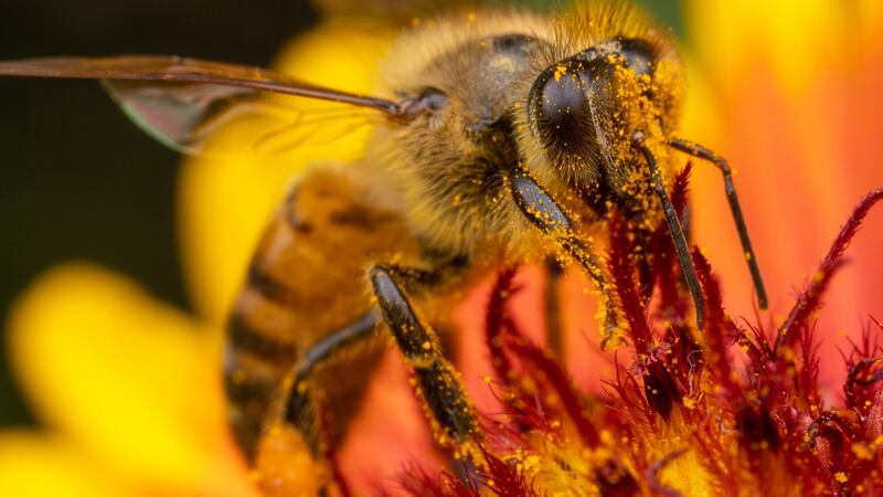New research finds glyphosate herbicides reduce number of healthy gut bacteria that defend bees against infection.