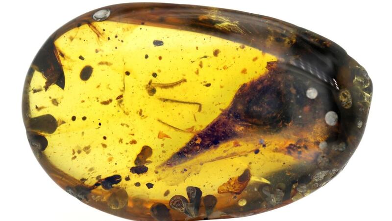 Researchers describe a tiny, bird-like skull discovered in approximately 99-million-year-old amber.