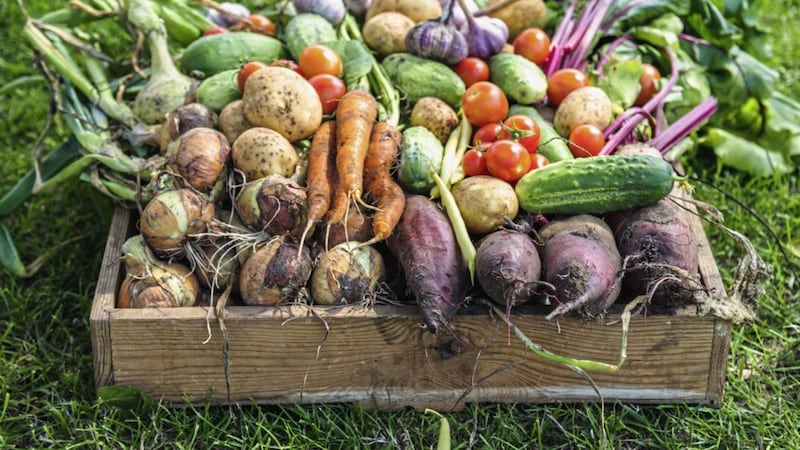 Well fed plants yield better crops. Picture by iStock/PA 