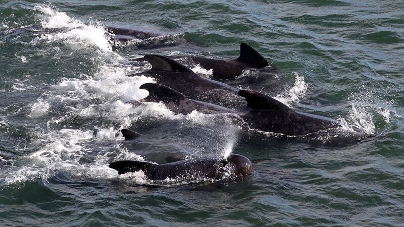 Pilot whales are small whales characterised as part of the dolphin family (Andrew Milligan/PA)