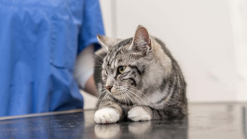Britain’s £2 billion veterinary industry is being scrutinised by the competition watchdog amid concerns that pet owners are not getting value for money (Alamy/PA)