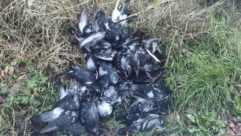 The dumping of dozens of dead birds on the edge of Edenderry village has been described as &quot;very disturbing&quot; 