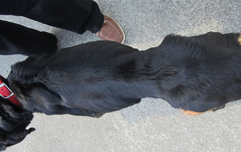 Titch the Rottweiler after she was found in May 2017