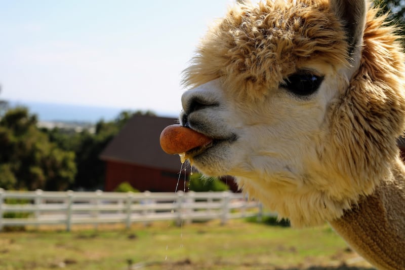 Alpaca eating an orange