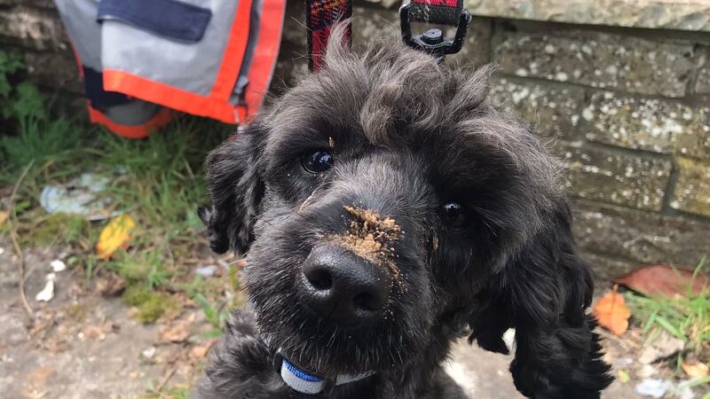 Jock the poodle had to be rescued by specialist firefighters after he became trapped under a home in Swansea