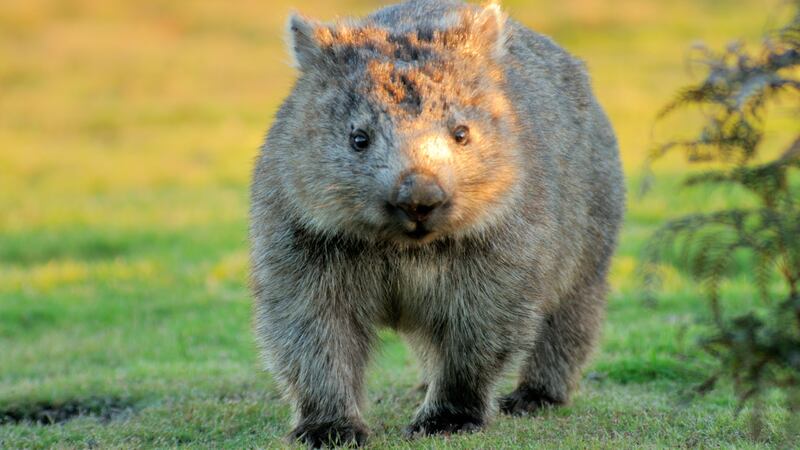 Taronga Zoo in Sydney, Australia is hand-raising a wombat joey named Waru after his mother died.