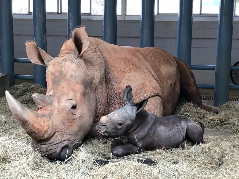 A baby rhino and mother