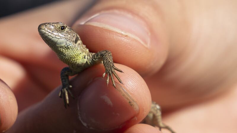 Marwell Wildlife released 80 juvenile sand lizards near Farnborough as part of a three-year release plan and research project.