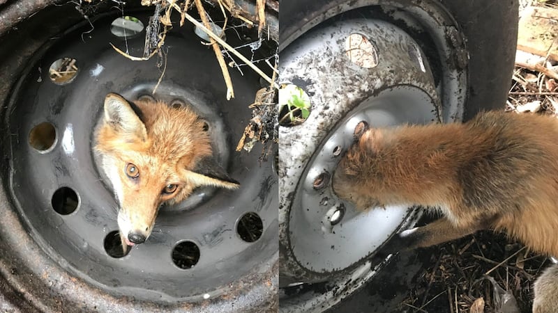 The RSPCA had to move a fox with his head stuck in a tyre across Bristol to a centre to free him.