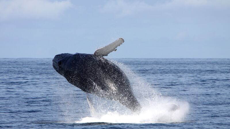 A humpback whale feeding off the Kerry coast in August 2014