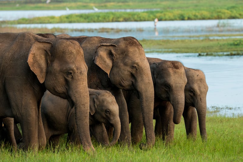 Herd of elephants grazing at Minneriya
