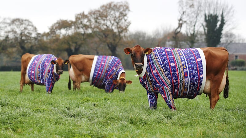 Farmer Becky Houze said the cows had “landed on a look worthy of the cream of the crop”.
