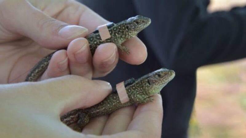 Marwell Wildlife is reintroducing 250 sand lizards to Eelmoor Marsh.