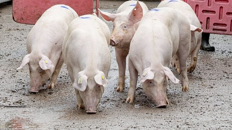 A new &pound;2 million emergency support scheme is to be launched for pig farmers in the north. 