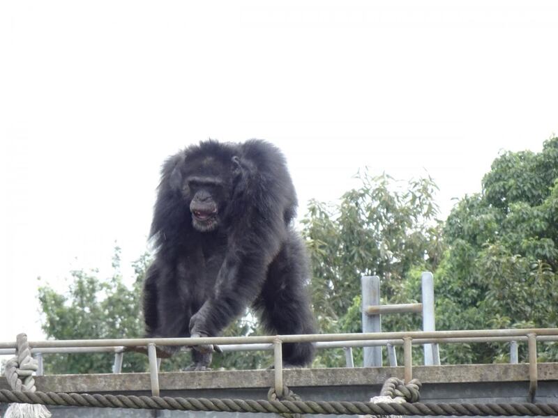 A male chimpanzee making a rhythmic display