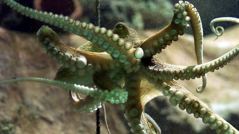 The UK Government has recognised that the octopus is a sentient creature (Chris Ison/PA)