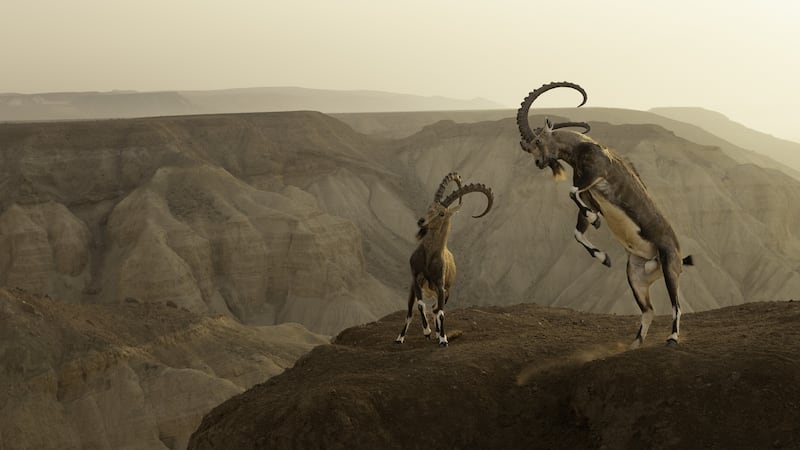 Male Nubian ibex fight during the mating season with their long horns (Amit Eshel/Wildlife Photographer of the Year/PA)