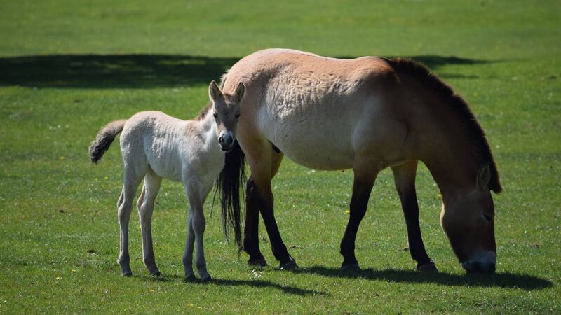 A Przewalski’s foal, once declared extinct in the wild, has been born at the closed ZSL Whipsnade Zoo.