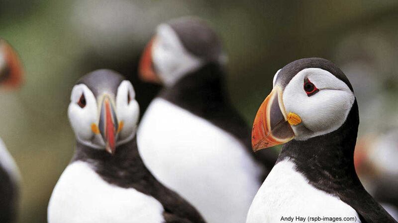 Puffins can be seen at the West Light Seabird centre on Rathlin in May and June 
