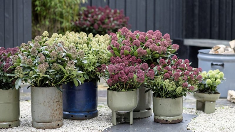 The Skimmia range has expanded in recent years with many new cultivars. Picture by Wilfried Overwater 