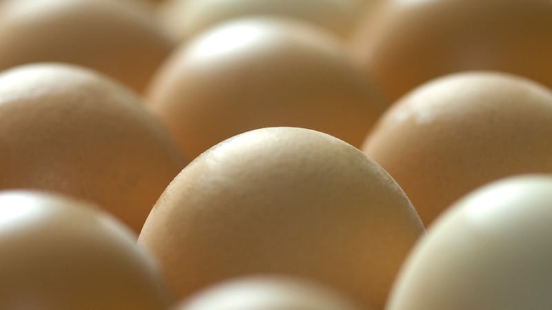 The animals were genetically modified to produce human proteins in their eggs and researchers found they worked as well as existing methods.